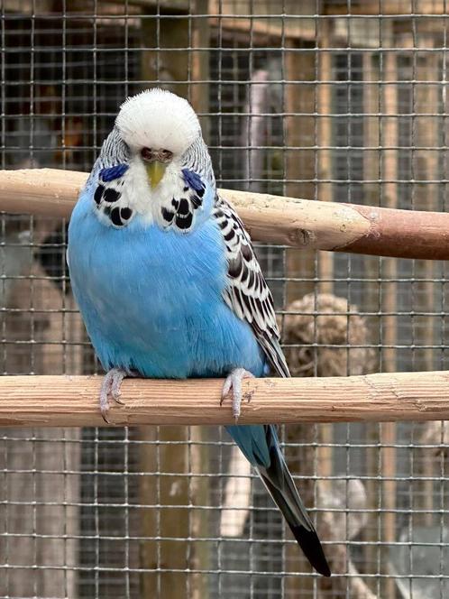 Engelse parkieten koppel, Dieren en Toebehoren, Vogels | Parkieten en Papegaaien, Parkiet, Meerdere dieren