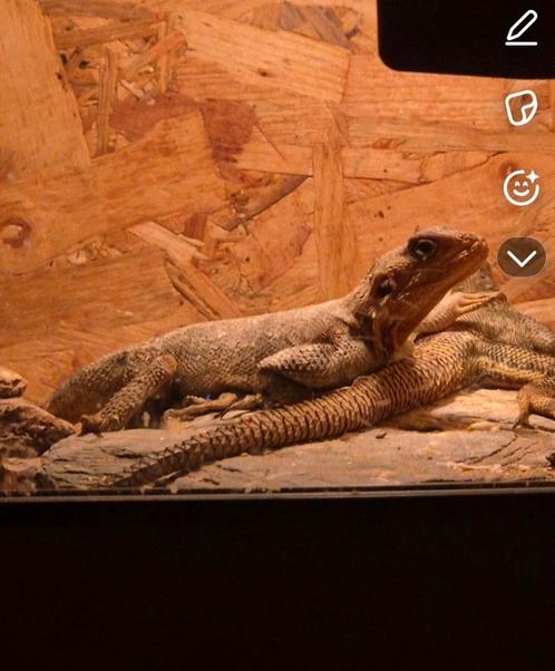 Kolonistenagaam 4 stuks, Dieren en Toebehoren, Reptielen en Amfibieën, Schildpad