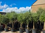 Olijfbomen olea europa €99 stunt prijs, Volle zon, Ophalen of Verzenden, 100 tot 250 cm, Olijfboom