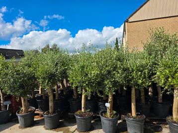Olijfbomen olea europa €99 stunt prijs  beschikbaar voor biedingen