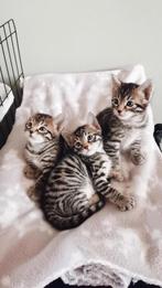 Bengaal / Siamees kittens met rozetten, Dieren en Toebehoren, Katten en Kittens | Raskatten | Korthaar, Gechipt, 0 tot 2 jaar