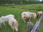 Diverse appaloosa mini hengstjes en merries., Dieren en Toebehoren, Pony's, A pony (tot 1.17m), Onbeleerd, Meerdere dieren, Recreatiepony