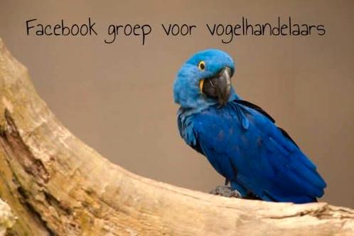 Facebook groep voor vogelhandelaars, Dieren en Toebehoren, Vogels | Parkieten en Papegaaien, Parkiet, Meerdere dieren