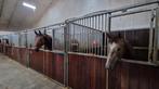 GEZOCHT pensionstalling voor 3 paarden regio Drechtsteden, 2 of 3 paarden of pony's, Weidegang