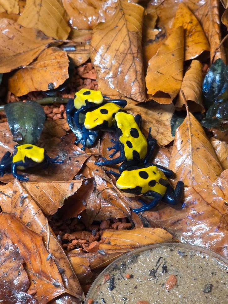 Dendrobates tinctorius citronella