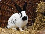 Mooie jonge Papillon konijn voedster - volledig ingeënt, Dieren en Toebehoren, Vrouwelijk, Middelgroot, 0 tot 2 jaar