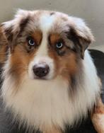 Mini australian shepherd pups, Dieren en Toebehoren, Honden | Herdershonden en Veedrijvers, België, Particulier, Rabiës (hondsdolheid)
