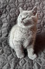 Heel schattige Britse korthaar kittens, Kater, Gechipt, 0 tot 2 jaar