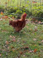 Haantje (Gratis), Mannelijk, Kip