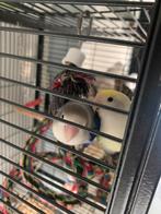 Handtamme agapornissen te koop, Dieren en Toebehoren, Geslacht onbekend, Dwergpapegaai of Agapornis, Tam