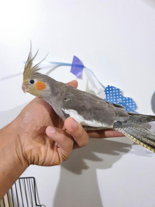 Tamme valkparkiet, Dieren en Toebehoren, Vogels | Parkieten en Papegaaien