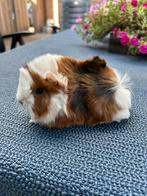 Jong cavia mannetje ( peruvian x borstel), Dieren en Toebehoren, Juli, Mannelijk, Cavia