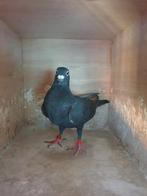 PRACHT KOPPEL ZWARTE POSTDUIVEN TOP AFSTAMMING !, Dieren en Toebehoren, Meerdere dieren, Postduif