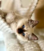 Heilige birmaan chocolate kitten kater, Dieren en Toebehoren, Katten en Kittens | Raskatten | Langhaar, Kater, Met stamboom