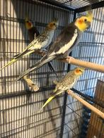 2 koppels valkparkieten, Meerdere dieren, Parkiet