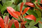 Leibomen ACTIE! Lei Glansmispel - Photinia fraseri Red Robin, Tuin en Terras, Planten | Bomen, Ophalen of Verzenden, Volle zon