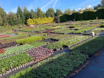 Goedkope vaste planten, tuinplanten beschikbaar voor biedingen