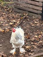 Gratis Brahma haan, Dieren en Toebehoren, Pluimvee, Mannelijk, Kip