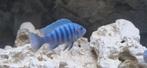 Malawi cichliden, Dieren en Toebehoren, Vissen | Aquariumvissen, Vis