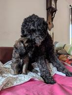 Golden doodle pups F3 medium (merle en apricot), Dieren en Toebehoren, Honden | Retrievers, Spaniëls en Waterhonden, Nederland