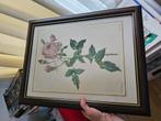 P.J. Redoute mourlot lith pink rose in lijst, Ophalen, Zo goed als nieuw, Overige materialen, Minder dan 50 cm