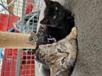 Super lieve cyperse kittens, Dieren en Toebehoren, Katten en Kittens | Raskatten | Korthaar, Meerdere dieren, Ontwormd