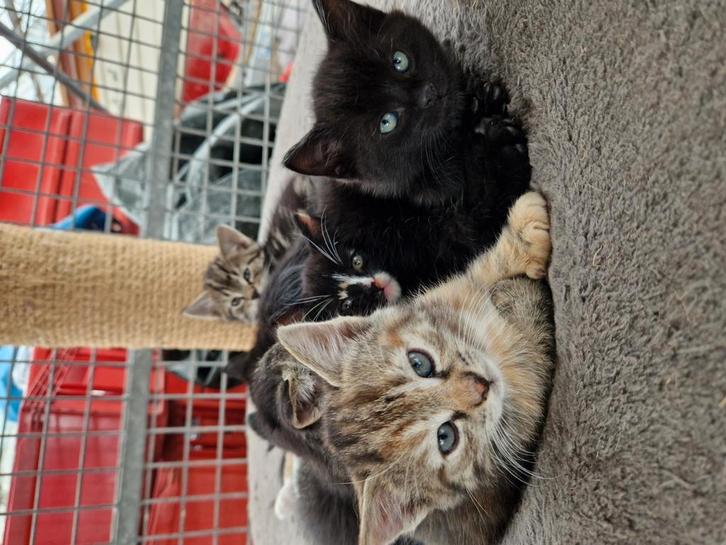 Super lieve cyperse kittens, Dieren en Toebehoren, Katten en Kittens | Raskatten | Korthaar, Meerdere dieren, Ontwormd