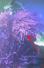 Rumphella fijne gorgoon, Overige typen