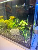 Superfish 30, Ophalen, Zo goed als nieuw, Leeg aquarium