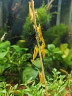 Neocaridina Yellow, Dieren en Toebehoren, Kreeft, Krab of Garnaal
