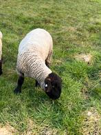 Suffolk dekram van mei 2024, Mannelijk, Schaap