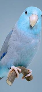 Gezocht:  Koppel Forpus mutatie, Dieren en Toebehoren, Vogels | Parkieten en Papegaaien, Meerdere dieren, Parkiet