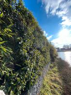 Gratis planten, Tuin en Terras, Ophalen, Bloeit niet, Halfschaduw, Overige soorten