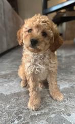 Mini labradoodle - mini doodle pups laatste reutje, Dieren en Toebehoren, Honden | Chihuahua's en Gezelschapshonden, Overige rassen