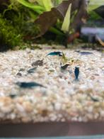 Garnalen Blue Dreams, Dieren en Toebehoren, Vissen | Aquariumvissen, Kreeft, Krab of Garnaal
