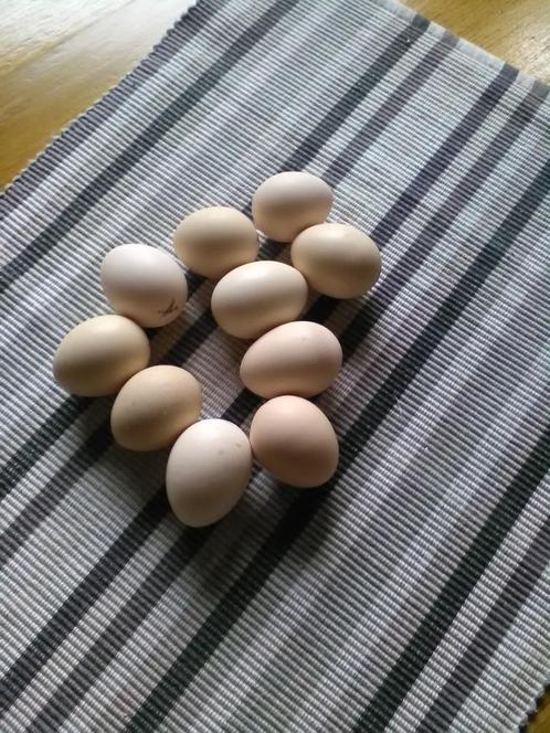 Broedeitjes Serama Ayam Maleis (ouder kippen TT klasse), Dieren en Toebehoren, Pluimvee, Kip, Meerdere dieren