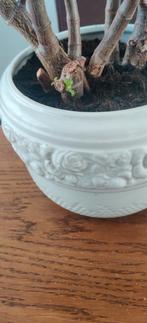 Jade Plant (Crassula ovata) te koop, Ophalen of Verzenden