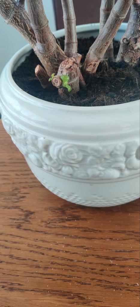 Jade Plant (Crassula ovata) te koop, Tuin en Terras, Planten | Tuinplanten, Ophalen of Verzenden