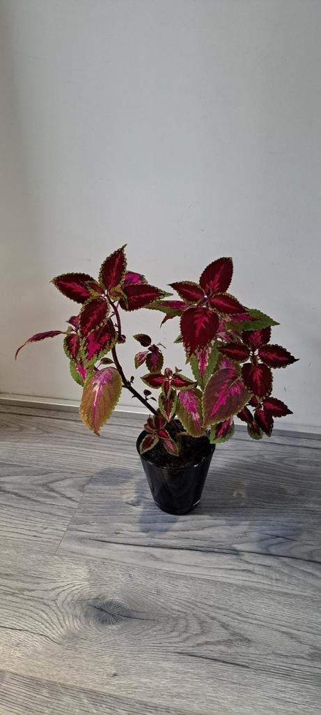 Prachtige Siernetel (Coleus) plant met opvallende bladeren., Huis en Inrichting, Kamerplanten, Minder dan 100 cm, Halfschaduw