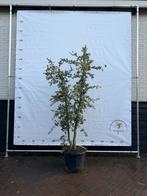 Dubbelstammige kurkeik, Ophalen, Volle zon, Overige soorten