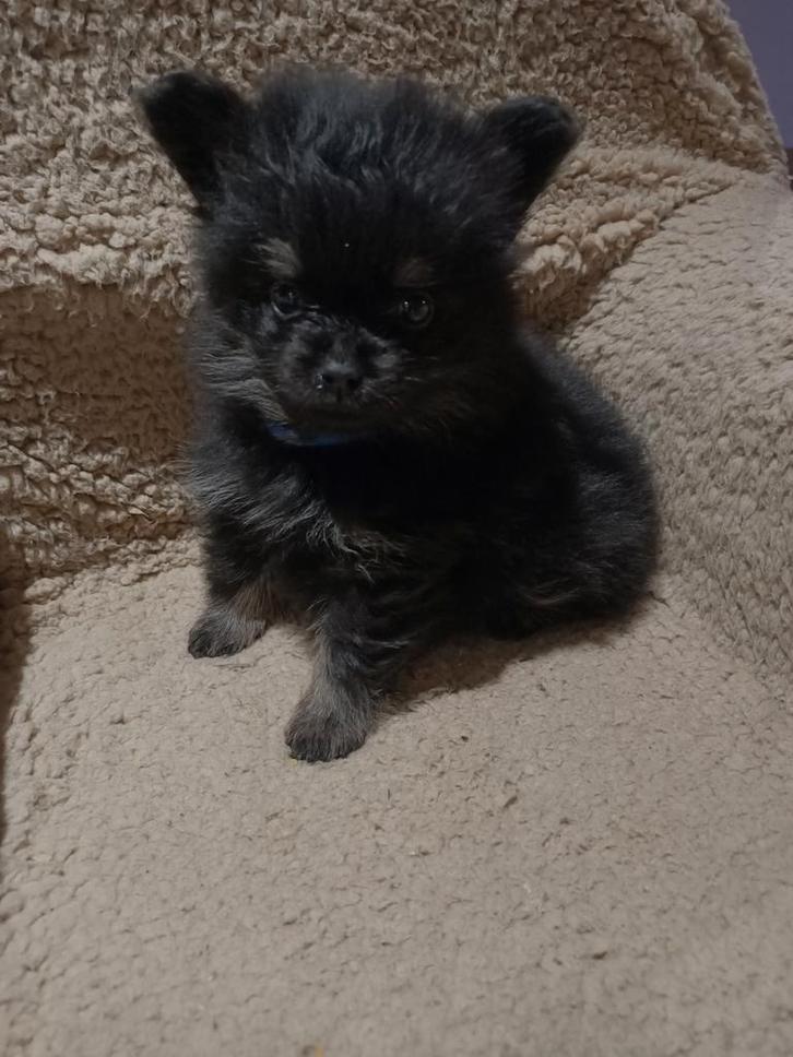 100% echt pomeriaan reutje, Dieren en Toebehoren, Honden | Chihuahua's en Gezelschapshonden, Reu, Overige rassen, Particulier