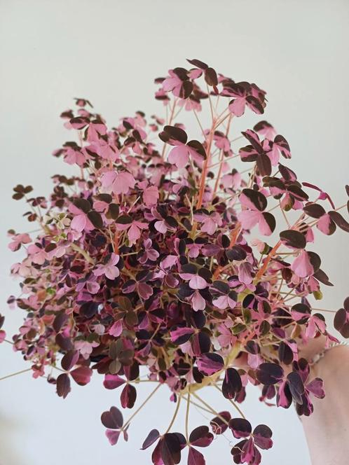 Oxalis crazy plum (klavertje), Huis en Inrichting, Kamerplanten, Overige soorten, Minder dan 100 cm, Ophalen