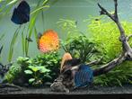Tekoop discus 4 stuks, Dieren en Toebehoren, Vissen | Aquariumvissen, Vis, Zoetwatervis, Schoolvis