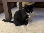 Lieve poes 1,5 jaar half Balinees/half Europese korthaar., Dieren en Toebehoren, Katten en Kittens | Overige Katten, Poes