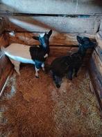 2 mooie jonge dwerggeitjes van juni 2025, Dieren en Toebehoren, Schapen, Geiten en Varkens, Vrouwelijk, Geit, 0 tot 2 jaar