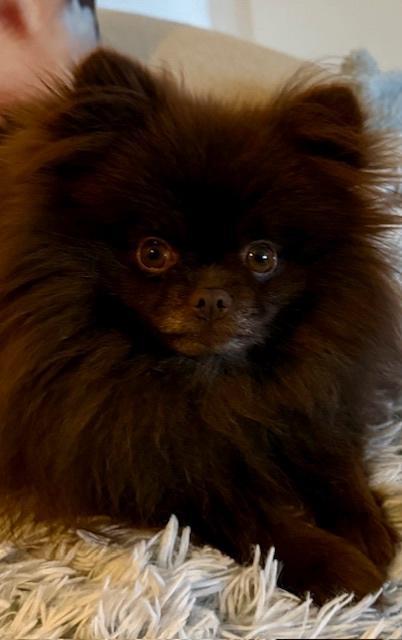 Dekreu, Chocolat Pomeriaan NIET TE KOOP, Dieren en Toebehoren, Honden | Poolhonden, Keeshonden en Oertypen, Reu, Overige rassen
