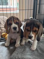 Beagle pups beschikbaar!!, Dieren en Toebehoren, Honden | Beagles, Bassets en Lopende honden, Beagle, Reu, CDV (hondenziekte)