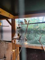 Te koop kanaries Bruin en bont, Dieren en Toebehoren, Meerdere dieren, Kleurkanarie