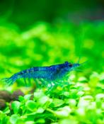 Blue Dream garnalen, Dieren en Toebehoren, Vissen | Aquariumvissen, Kreeft, Krab of Garnaal