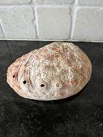 Prachtige schelp, Verzamelen, Mineralen en Fossielen, Ophalen of Verzenden